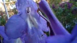 Стрептокарпелла.Уход в домашних условиях.