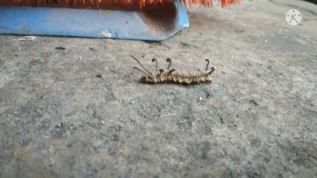 Butterfly Caterpillar | Monach Caterpillar | Caterpillar | Butterfly смотреть онлайн