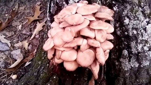 Mushrooms Under Oak Tree 1 смотреть онлайн