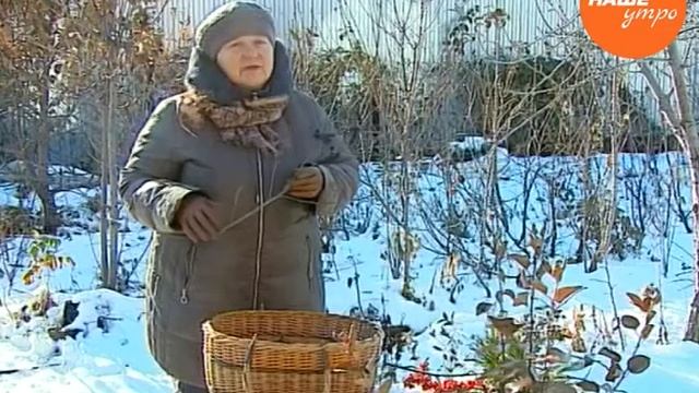 Надежда Черненко рассказывает о черноплодной рябине смотреть онлайн