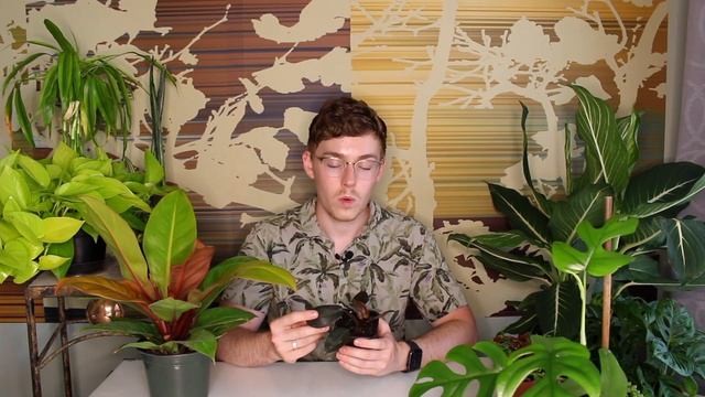 Philodendron "Black Cardinal" :: Houseplant Care Guide смотреть онлайн