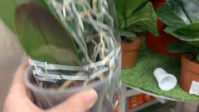 Орхидеи в ОБИ на Варшавке 17.01.23 смотреть онлайн