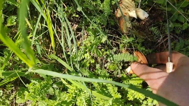 Грибной рай в весеннем Крыму! Масленок зернистый попер и идет полным ходом! смотреть онлайн