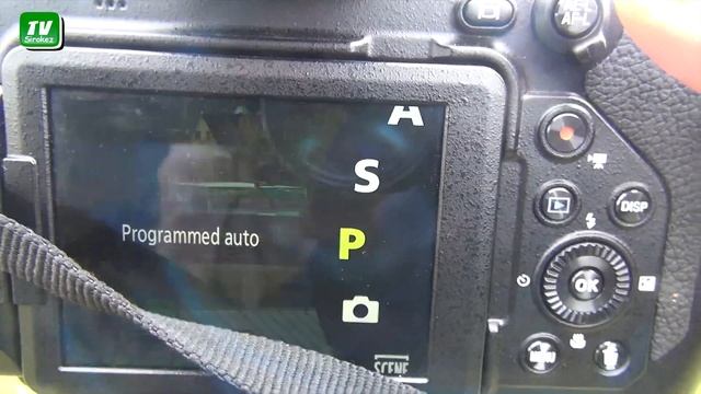 NIKON P1000. Тест звука. Режимы фокусировки.