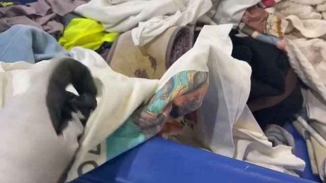 Барахолка без монтажа!Нашла гору обуви на свалке в США!Наталья Майами Секонд Хенд в США смотреть онлайн