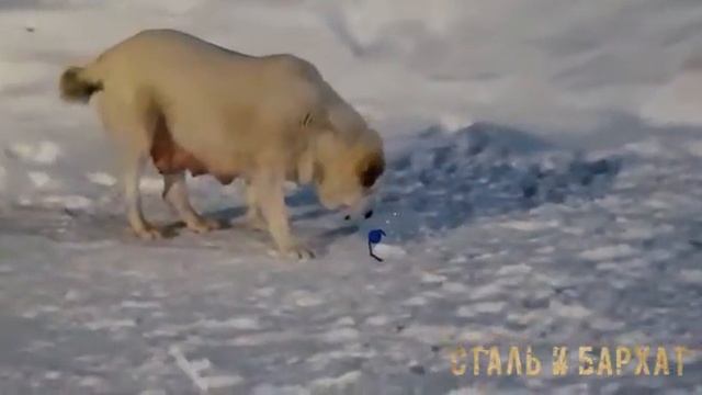 Кормящая мать Алабай смотреть онлайн