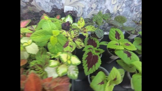 Колеусы из семян. Обзор рассады и перевалка!!! смотреть онлайн