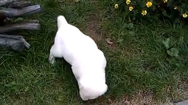 САО Щенки питомника "ОЛИМПИК СТАР"помет "М" 40 дней смотреть онлайн