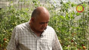 ? Семена Томатов на 2021 год. Томат Красная Армия F1