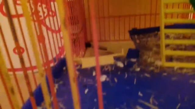 Мои маленькие друзья песчанки смотреть онлайн
