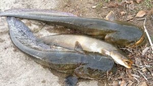 На что ловить сома летом? Секреты ловли сома летом!