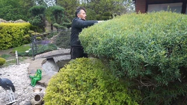 Постригушки ивы Французская романтика! смотреть онлайн