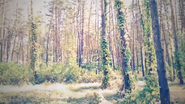 09 14 2014 Сосновка ..пешкаря гуляя по лесу смотреть онлайн