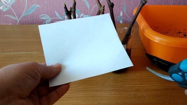 Укоренение черенков винограда с помощью китайского стимулятора корнеобразования АТВ. Результат. смотреть онлайн