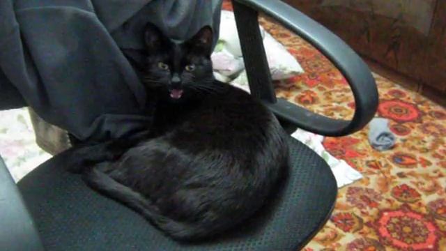 Don't get cold! Не кашляй! смотреть онлайн