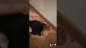 Кот Олег и Алиса животные в Яндекс Такси-Cats Oleg and Alice are animals in Yand.mp4