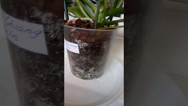 Мои орхидеи смотреть онлайн