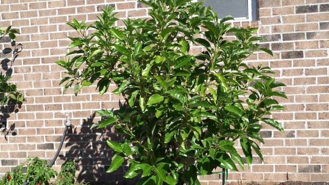 Protect Fruit Trees From Frost And Freeze - Winterizing Fruit Trees