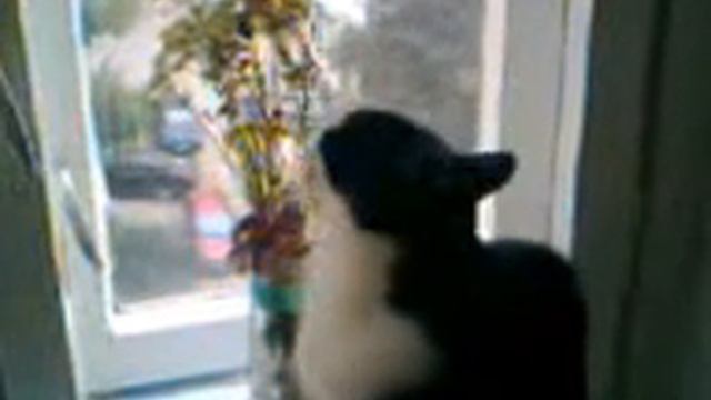 Кошка грызет цветы.3gp смотреть онлайн
