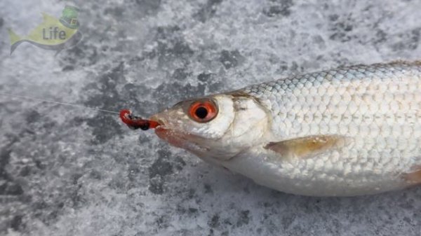 На что лучше ловится плота зимой +секреты ловли! Лучшие наживки и тактика ловли плотвы зимой!