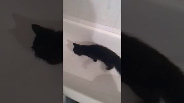 Мейн кун Ежевика смотреть онлайн