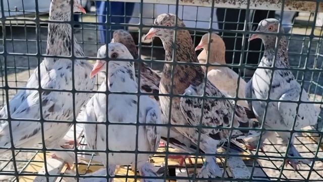 Голуби цены Птичий рынок Пятигорск-ч2 смотреть онлайн