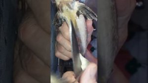 Чистим стерлядь. Вспоминаем как это делать.