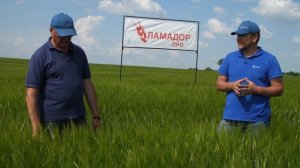Яровой ячмень - как получить максимум выгоды?
