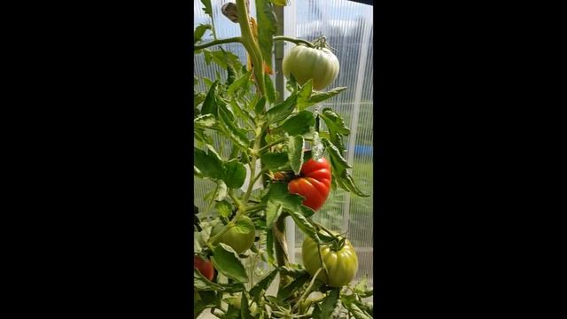 Томаты Отчет по сортам Теплица 1. Уменьшенное разрешение. смотреть онлайн