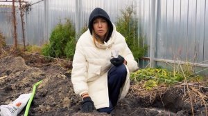 Посадка живой изгороди из туй Брабант  | Закрываем некрасивый забор