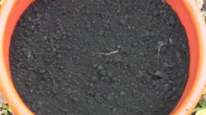 ЛУЧШАЯ ЗЕМЛЯ  ДЛЯ РАССАДЫ .  ГДЕ БРАТЬ ЗЕМЛЮ ДЛЯ РАССАДЫ