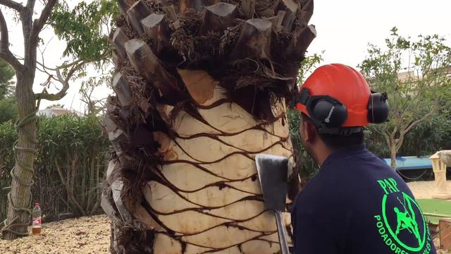 pruning of palm/poda de palmeras +34 643502212 www.todojardin.art смотреть онлайн