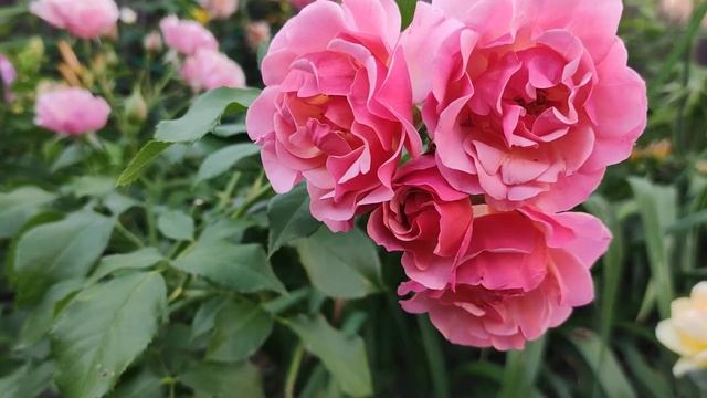 Розы Ханзештадт росток , Жан Кокто и Блю фо ю . Rosa Hansestadt Rostock