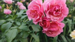 Розы Ханзештадт росток , Жан Кокто и Блю фо ю . Rosa Hansestadt Rostock