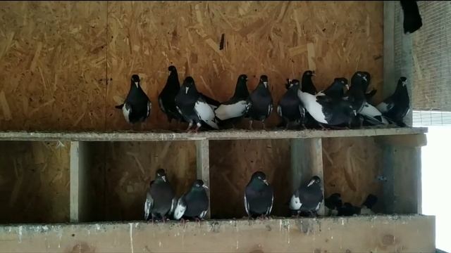 Голуби Саратова смотреть онлайн