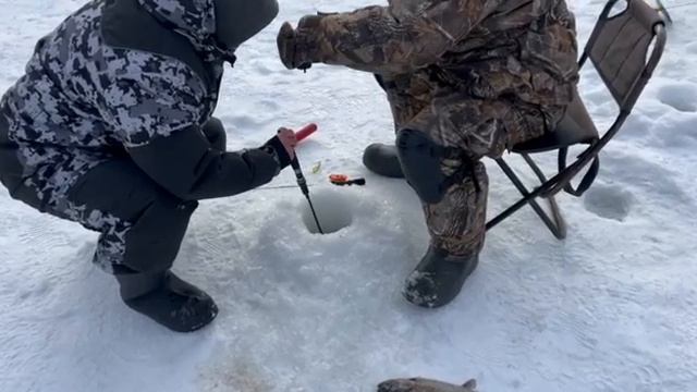На пеллетс смотреть онлайн