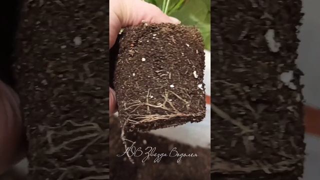 Пеларгония ЮВ Звезда Водолея. Новый сорт в моей коллекции. смотреть онлайн