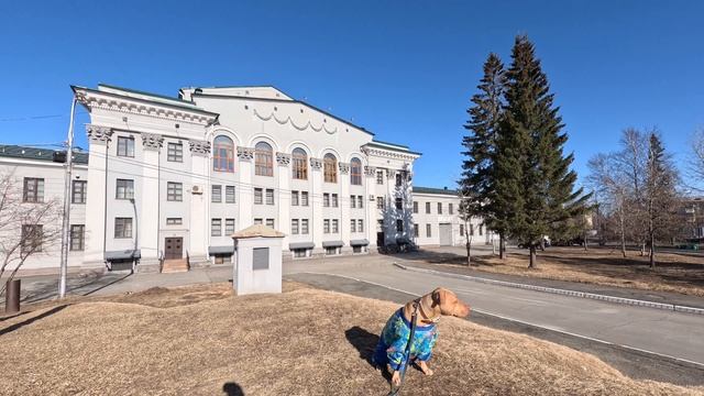 На прогулке с Питбулем??? смотреть онлайн