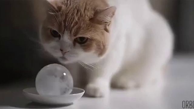 Кот лижет шарик изо льда смотреть онлайн
