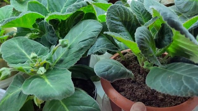 Обзор основной стеллаж лампы сеянцы сортовые глоксинии.21.02.22