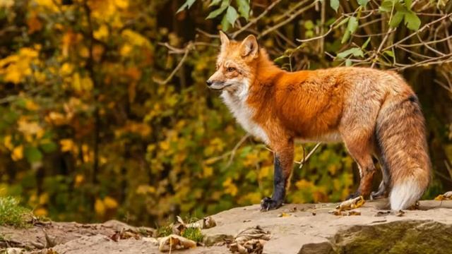 Канцлер Ги - Рыжий Лис смотреть онлайн