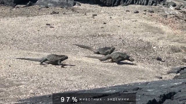Галапагосские острова смотреть онлайн