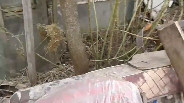 вьетнамские свинки.вес в один месяц. смотреть онлайн