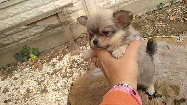 карамельная Массандра длинношрстная девочка чихуахуа Симферополь продажа Кастропуло смотреть онлайн