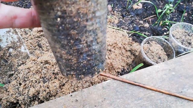 Клематис. Как вырастить из черенков смотреть онлайн