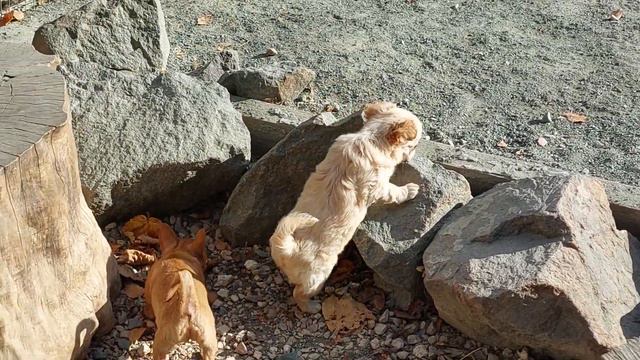 Аврора и Агния Филипповны гуляют первый раз на улице питомник Кастропуло Крым в продаже 89787458062 смотреть онлайн