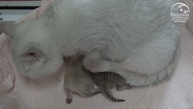 Котята: от рождения до первого месяца // Часть 1. Первые 10 дней жизни котят. смотреть онлайн