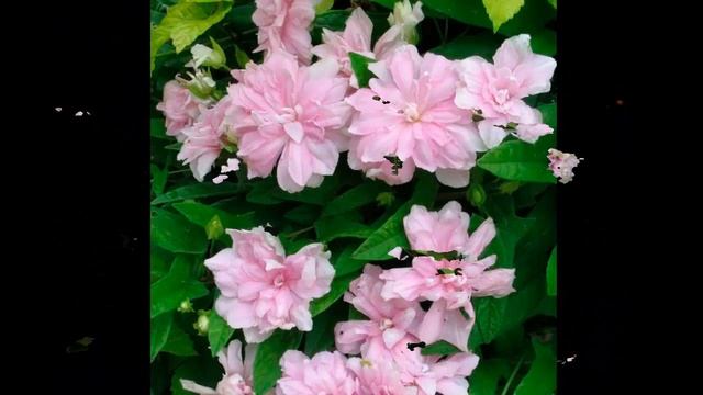 #Калистегия #Каллипрора #Калопогон #Garden #flowers111 Декоративные растения смотреть онлайн