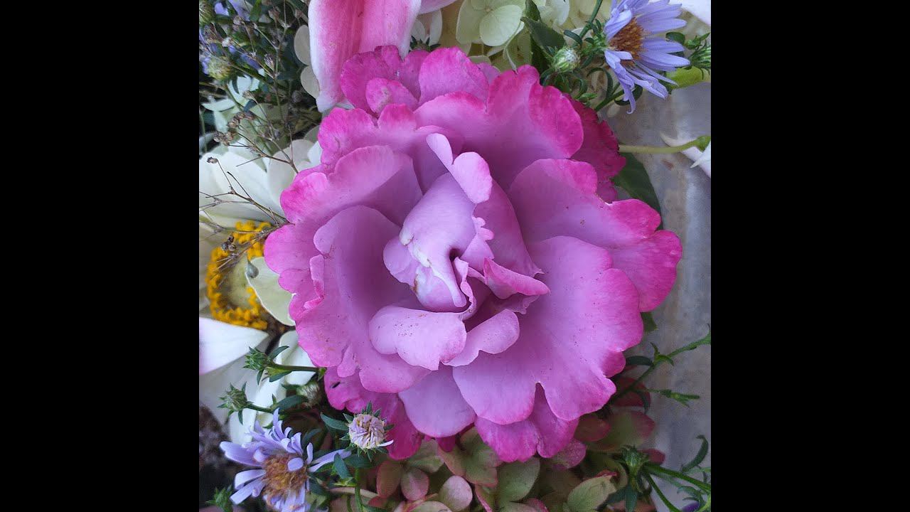 БУКЕТ. Роза Мюриэль Робен, лилии, фуксии... Релакс розолюба смотреть онлайн