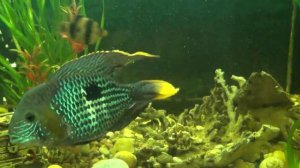 Акара бирюзовая. Мальки вывелись в общем аквариуме.